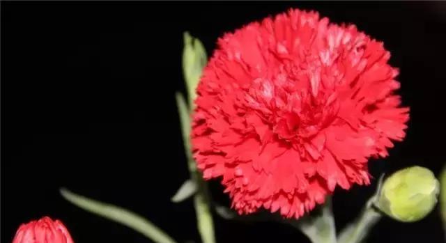 红色康乃馨代表什么？花语和寓意有何特别之处？