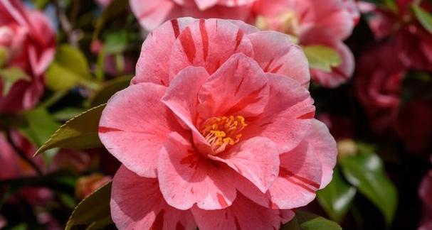 红色山茶花象征什么？红色山茶花的花语有哪些含义？