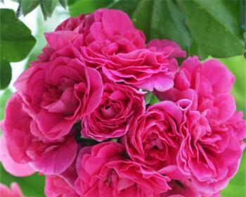 红色天竺葵代表什么？花语有哪些含义？