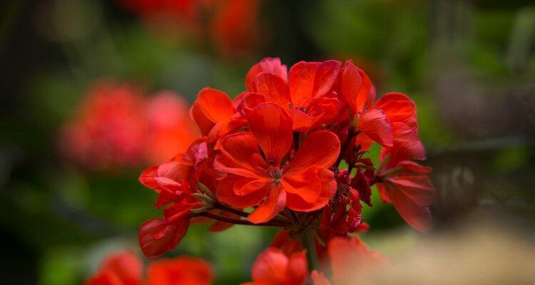 红色天竺葵代表什么？花语有哪些含义？