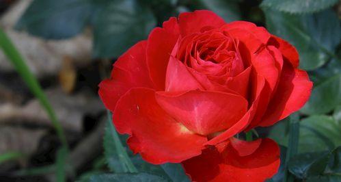 红色月季花代表什么意思？如何正确解读其花语？