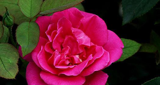 红色月季花代表什么意思？如何正确解读其花语？