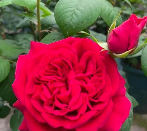 红色月季代表什么？红色月季花语有哪些含义？