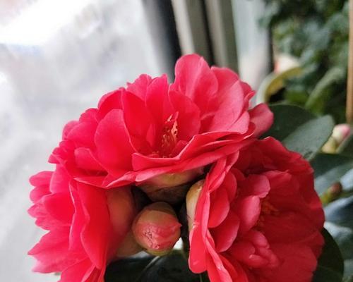 红山茶花的花语是什么？它代表了哪些意义？