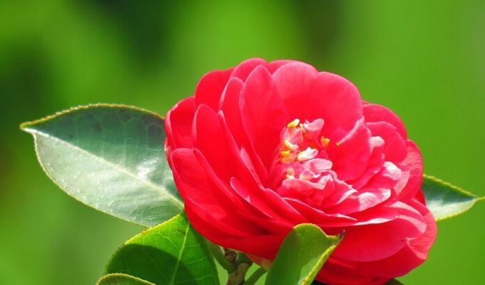红山茶花的花语是什么？它代表了哪些意义？