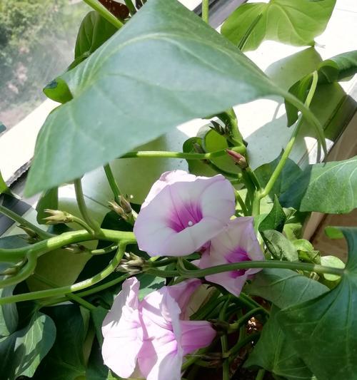红薯开花预示着什么意思？这是好兆头还是不祥之兆？