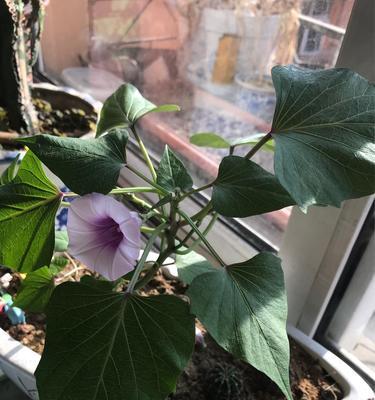 红薯开花预示着什么意思？这是好兆头还是不祥之兆？