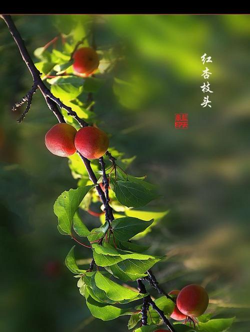 红杏代表的生肖是什么？十二生肖中红杏的象征意义是什么？