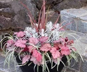 矾根适合哪种花盆？如何选择美观又实用的花盆？