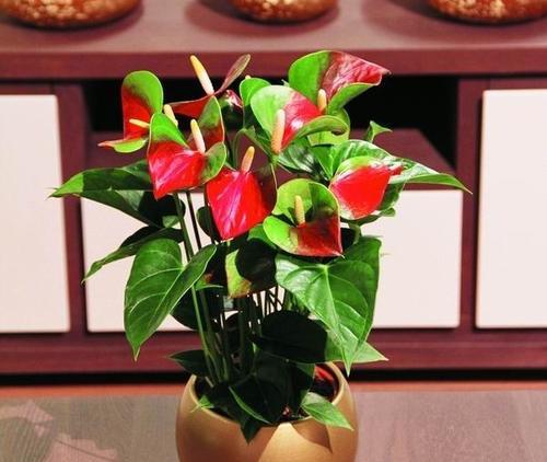 红掌花语和寓意是什么？它象征着什么意义？