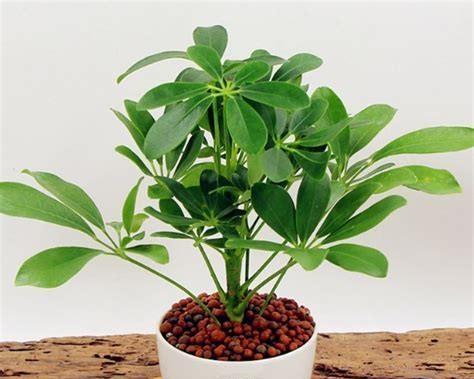 饭店应该摆放哪些植物来招财？