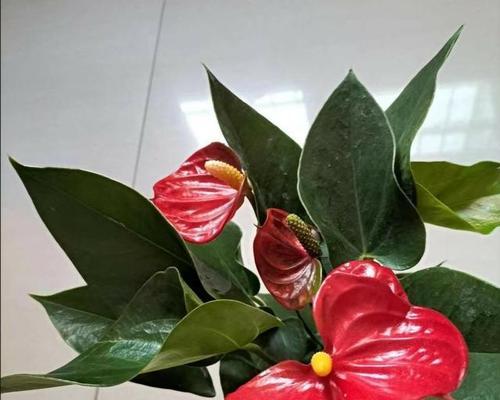 红掌的花语是什么？如何正确理解红掌的象征意义？