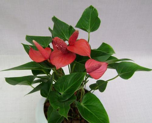 红掌的花语是什么？如何正确理解红掌的象征意义？