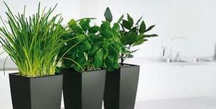 饭店门口适合放什么植物？如何选择合适的植物来装饰？