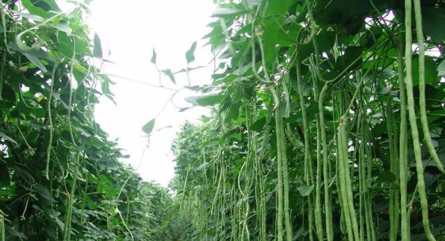 饭豆几月份种植最合适？如何确保高产？