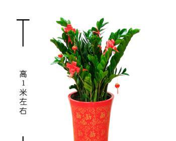 方盆适合养什么花卉？有哪些花卉品种推荐？