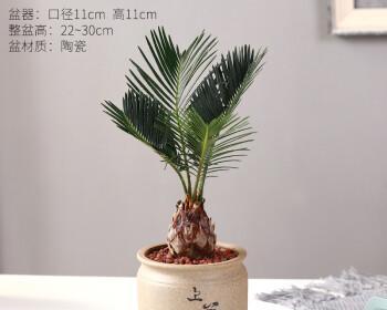 方盆适合养什么花卉？有哪些花卉品种推荐？