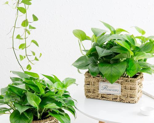 方形花盆适合养什么花？如何选择适合的花卉种类？