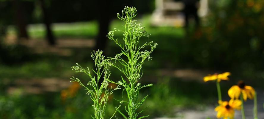 芳草是花还是草？如何区分植物的类别？