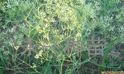 防风几月份种植最合适？如何确保种植成功？