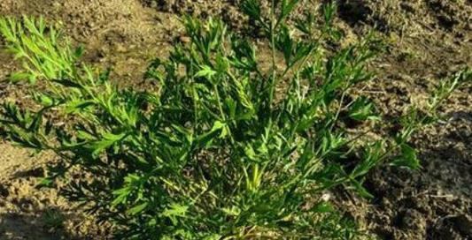 防风几月份种植最合适？如何确保种植成功？