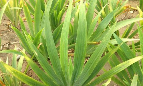 防辐射的植物有哪些？它们是如何帮助减少辐射的？