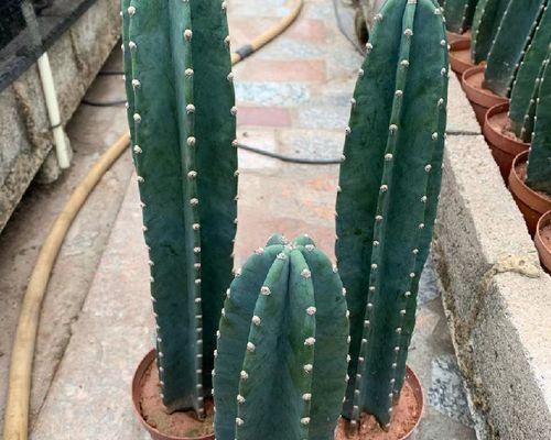 防辐射植物有哪些？如何选择适合家庭的植物？