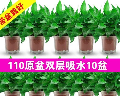 哪些植物能有效防甲醛？室内摆放哪种植物最好？