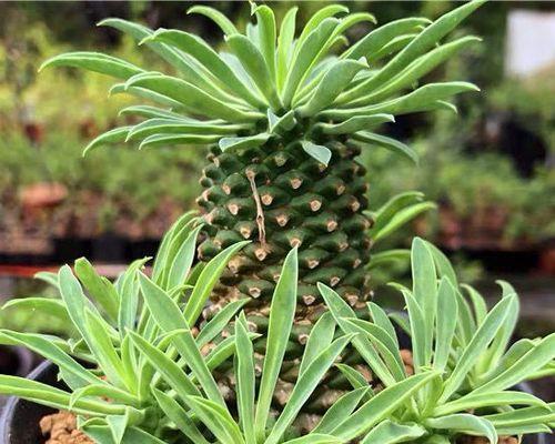 哪些植物能有效防甲醛？室内摆放哪种植物最好？