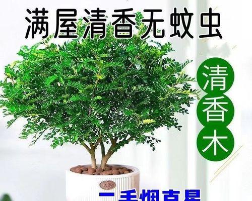 防蚊子的植物有哪些？如何有效利用它们来驱蚊？
