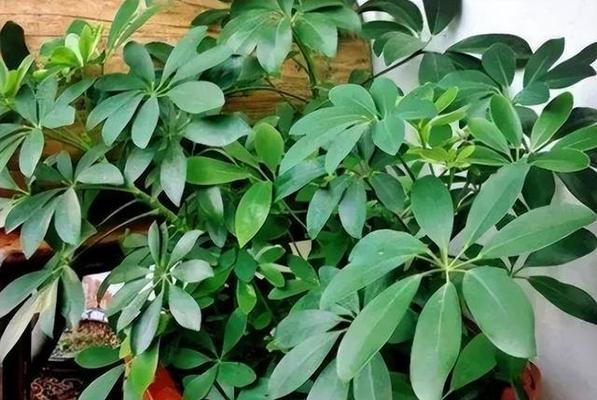 房间放什么植物风水好？如何选择提升家居运势的植物？
