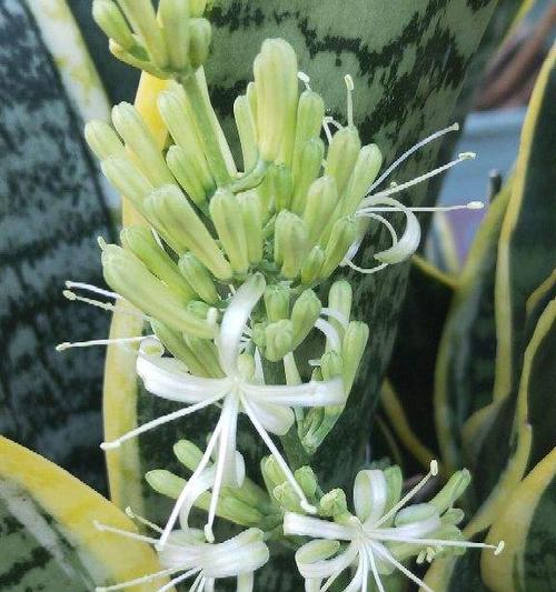 虎皮兰开花好吗？其风水寓意是什么？