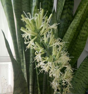 虎皮兰开花好吗？其风水寓意是什么？