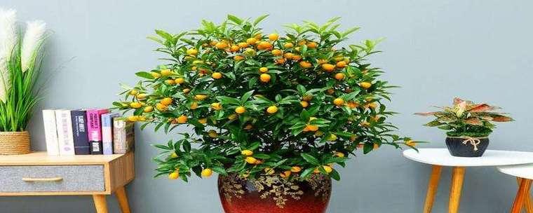 房间放什么植物招财？哪些植物能带来财运？