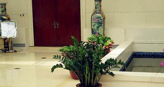 房间放什么植物招财？哪些植物能带来财运？