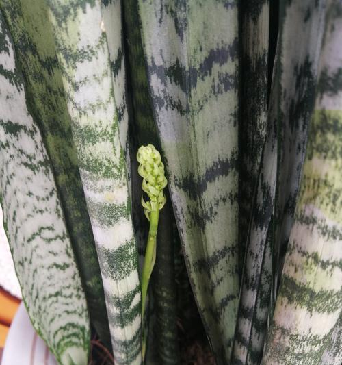 虎皮兰开花象征什么？虎皮兰开花寓意有哪些？