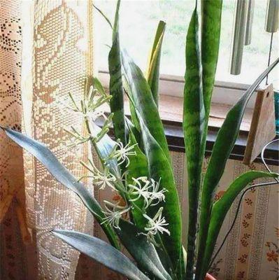 虎皮兰开花预示着什么意思？如何正确解读？