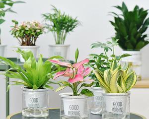 房间适合养什么花？如何选择适合室内环境的植物？
