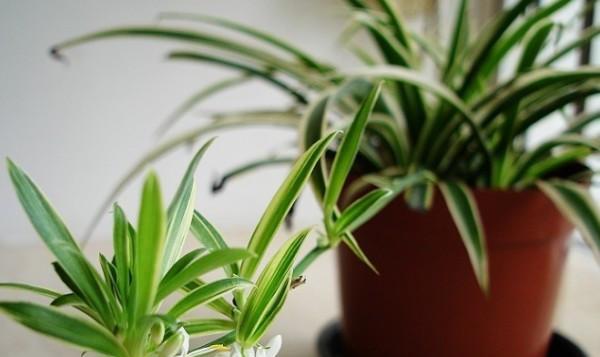 房间适合养什么花和植物好？如何选择适合室内环境的植物？