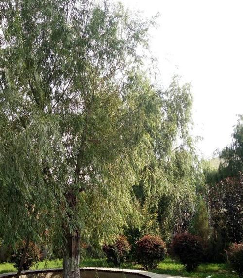 飞刀树是什么树学名叫什么树？这种树的特性有哪些？