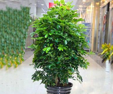 花烛的风水寓意是什么？如何正确摆放花烛以增强风水效果？