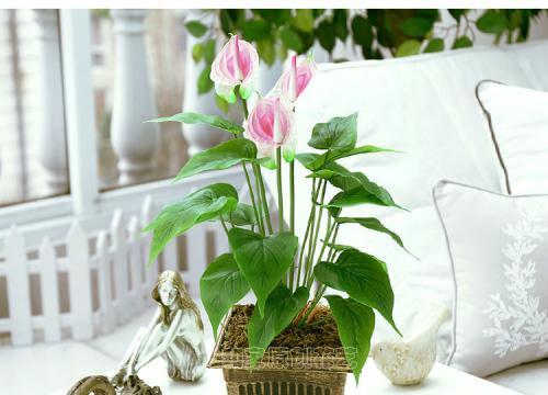 花烛的风水寓意是什么？如何正确摆放花烛以增强风水效果？