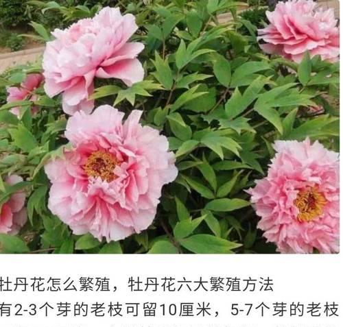 飞燕草播种的最佳时机是什么时候？如何确保高成功率？