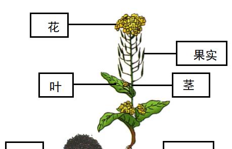 飞燕花种子的最佳种植时间是什么时候？种植后需要注意哪些问题？