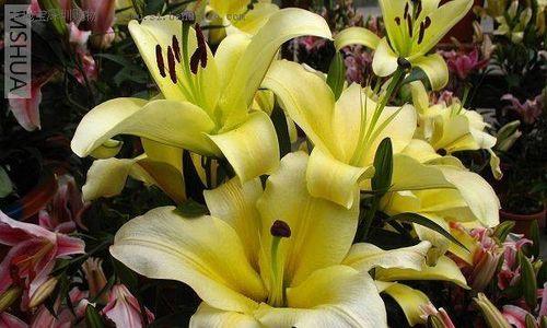 黄百合花代表什么？黄百合花语有哪些含义？