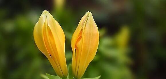 黄百合花代表什么？黄百合花语有哪些含义？