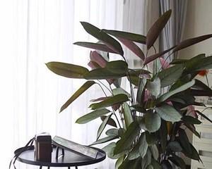 飞羽花养殖旺盛的秘诀是什么？如何确保其健康生长？