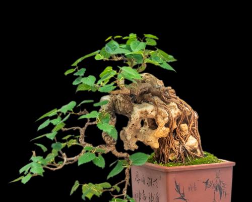 黄荆盆景的风水寓意是什么？如何正确摆放以增强风水效果？