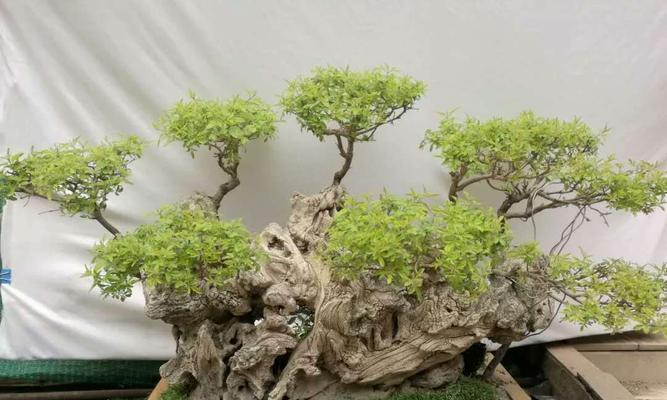 黄荆盆景的风水寓意是什么？如何正确摆放以增强风水效果？