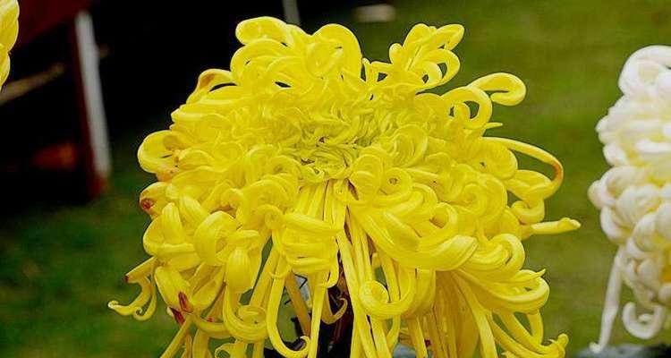 黄菊花的花语是什么？如何正确解读黄菊花的含义？
